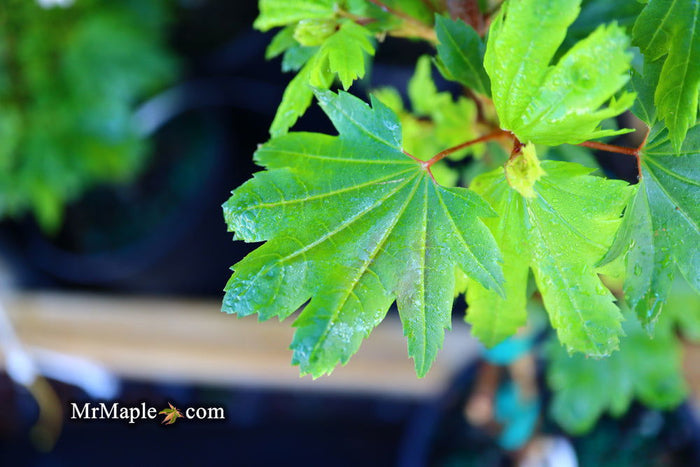 - Acer circinatum 'Baby Buttons' Dwarf Japanese Maple - Mr Maple │ Buy Japanese Maple Trees