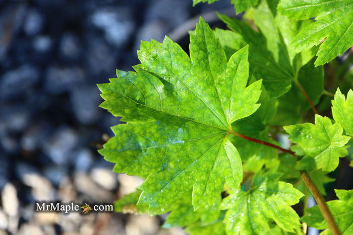 - Acer circinatum 'Baby Buttons' Dwarf Japanese Maple - Mr Maple │ Buy Japanese Maple Trees
