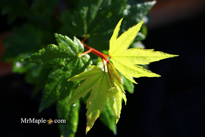 - Acer circinatum 'Baby Buttons' Dwarf Japanese Maple - Mr Maple │ Buy Japanese Maple Trees