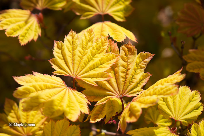 Acer circinatum 'Sunglow' Japanese Maple