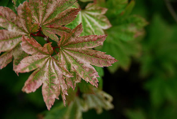 - Acer circinatum 'Sunglow' Japanese Maple - Mr Maple │ Buy Japanese Maple Trees
