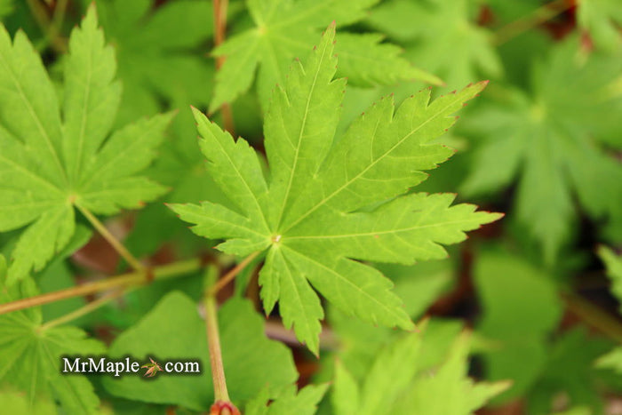 - Acer japonicum 'Charlotte Helene' Full Moon Japanese Maple - Mr Maple │ Buy Japanese Maple Trees