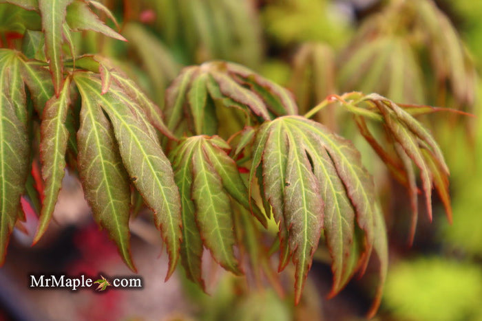 - Acer oliverianum ‘Hot Chicken’ Japanese Maple - Mr Maple │ Buy Japanese Maple Trees