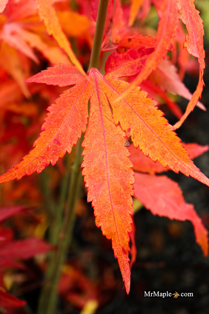 Acer oliverianum ‘Hot Chicken’ Japanese Maple