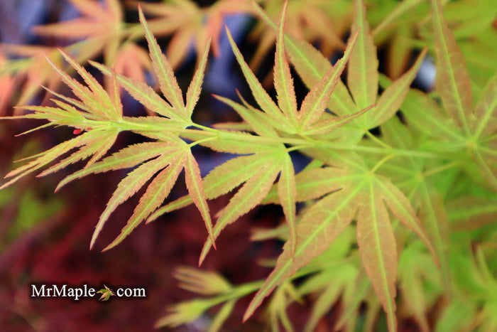 - Acer palmatum 'Bella' Japanese Maple - Mr Maple │ Buy Japanese Maple Trees