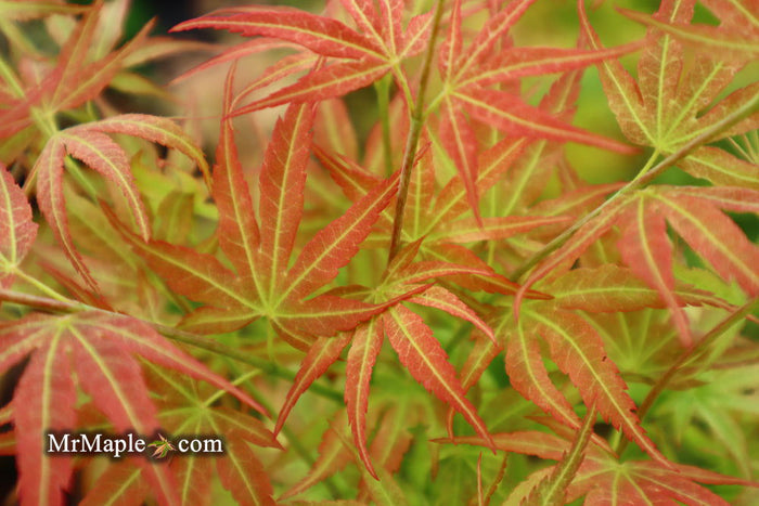 - Acer palmatum 'Bella' Japanese Maple - Mr Maple │ Buy Japanese Maple Trees