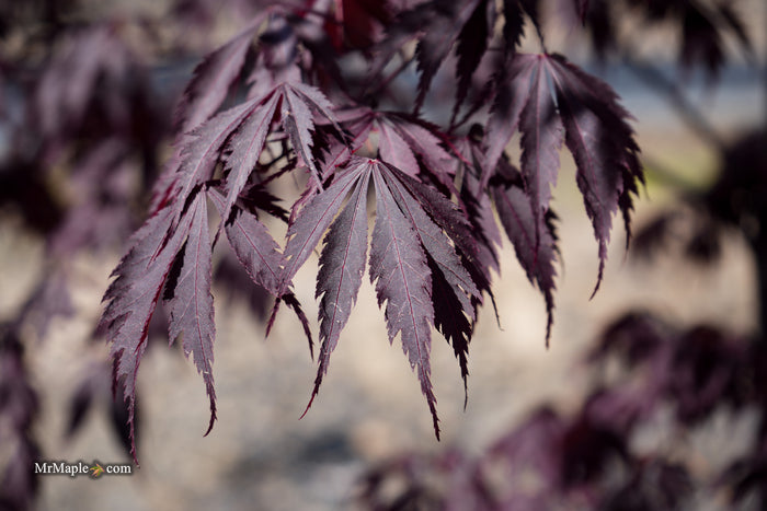 Acer palmatum 'Black Lace' Japanese Maple