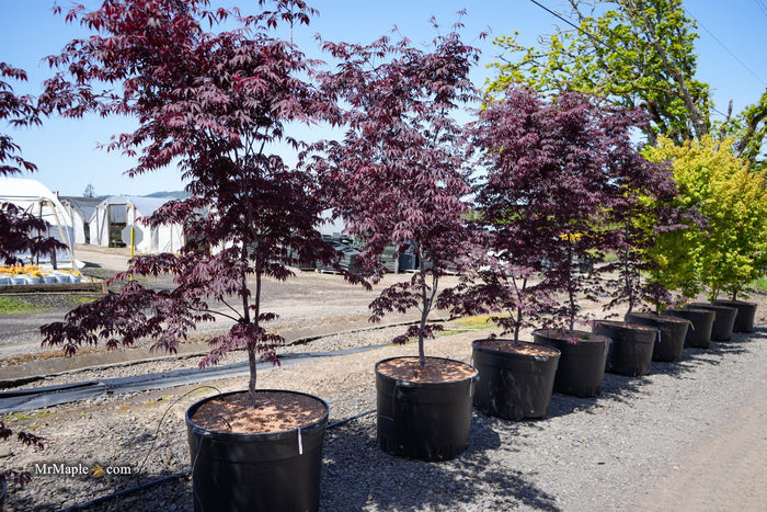 Acer palmatum 'Black Lace' Japanese Maple