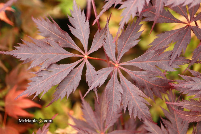 - Acer palmatum 'Black Lace' Japanese Maple - Mr Maple │ Buy Japanese Maple Trees