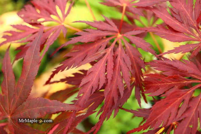 - Acer palmatum 'Deb' Japanese Maple - Mr Maple │ Buy Japanese Maple Trees