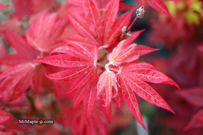 - Acer palmatum 'Father Waters' Japanese Maple - Mr Maple │ Buy Japanese Maple Trees