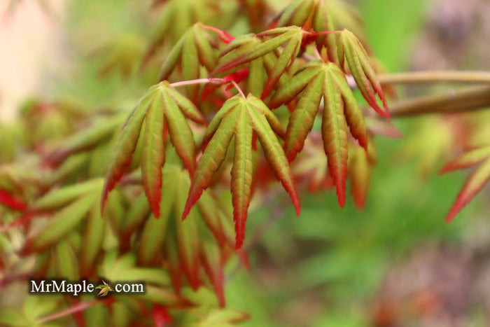 - Acer palmatum 'Ghost Dragon' Japanese Maple - Mr Maple │ Buy Japanese Maple Trees