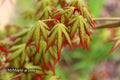 - Acer palmatum 'Ghost Dragon' Japanese Maple - Mr Maple │ Buy Japanese Maple Trees