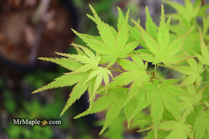 - Acer palmatum 'Horizontalis' Japanese Maple - Mr Maple │ Buy Japanese Maple Trees