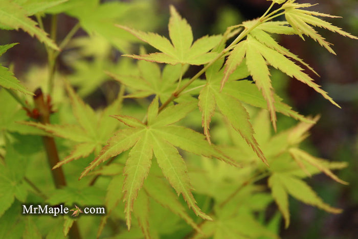 - Acer palmatum 'Horizontalis' Japanese Maple - Mr Maple │ Buy Japanese Maple Trees