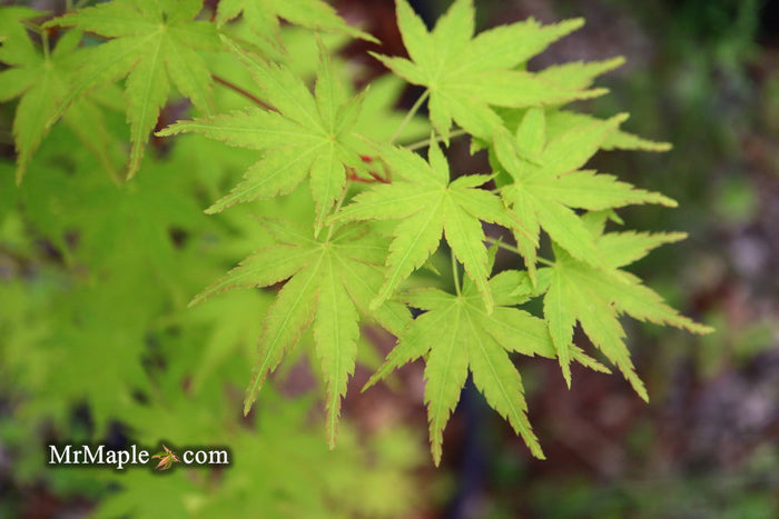 - Acer palmatum 'Horizontalis' Japanese Maple - Mr Maple │ Buy Japanese Maple Trees