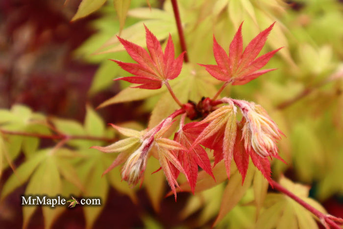 - Acer palmatum 'Ichigyoji' Japanese Maple - Mr Maple │ Buy Japanese Maple Trees