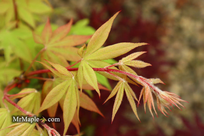 - Acer palmatum 'Ichigyoji' Japanese Maple - Mr Maple │ Buy Japanese Maple Trees