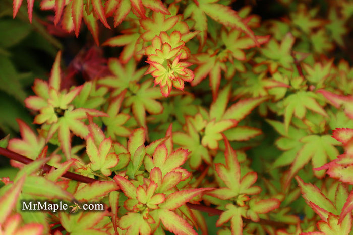 - Acer palmatum 'Koto maru' Dwarf Japanese Maple - Mr Maple │ Buy Japanese Maple Trees
