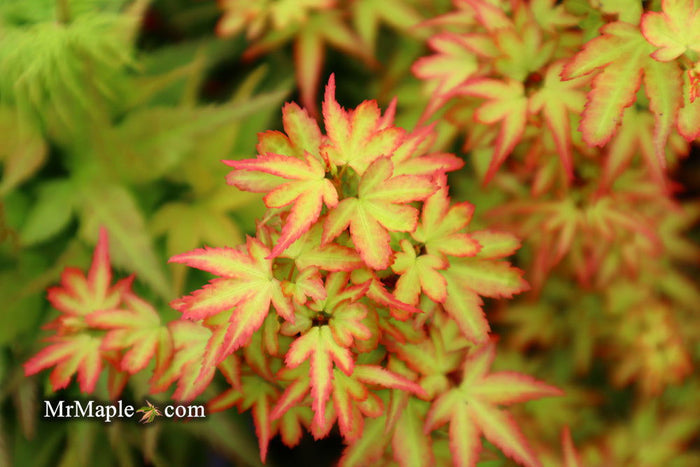 - Acer palmatum 'Koto maru' Dwarf Japanese Maple - Mr Maple │ Buy Japanese Maple Trees
