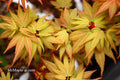 - Acer palmatum 'Lady Bug' Japanese Maple - Mr Maple │ Buy Japanese Maple Trees