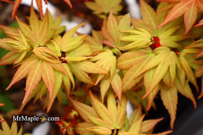 - Acer palmatum 'Lady Bug' Japanese Maple - Mr Maple │ Buy Japanese Maple Trees