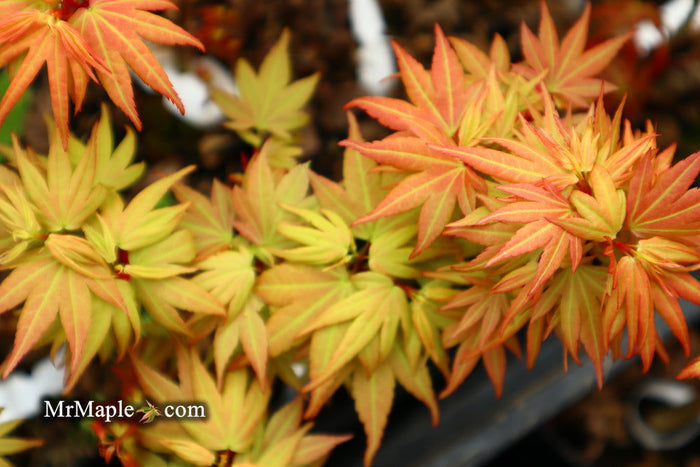 - Acer palmatum 'Lady Bug' Japanese Maple - Mr Maple │ Buy Japanese Maple Trees