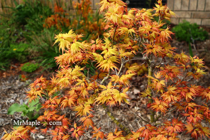 - Acer palmatum 'Lady Bug' Japanese Maple - Mr Maple │ Buy Japanese Maple Trees