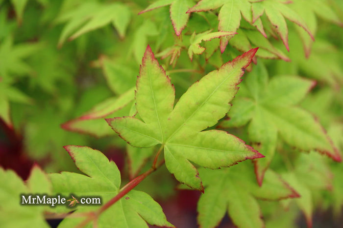 - Acer palmatum 'Muka' Japanese Maple - Mr Maple │ Buy Japanese Maple Trees