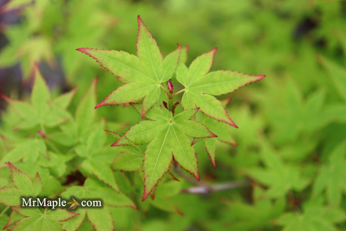 - Acer palmatum 'Muka' Japanese Maple - Mr Maple │ Buy Japanese Maple Trees