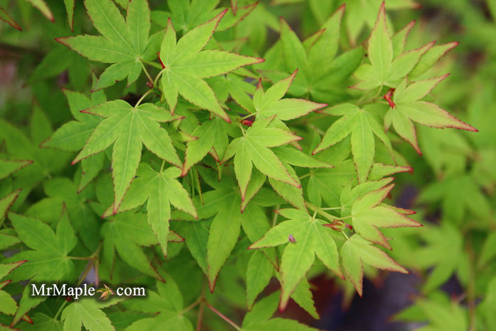 - Acer palmatum 'Muka' Japanese Maple - Mr Maple │ Buy Japanese Maple Trees