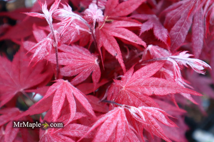 - Acer palmatum 'Okagami' Japanese Maple - Mr Maple │ Buy Japanese Maple Trees