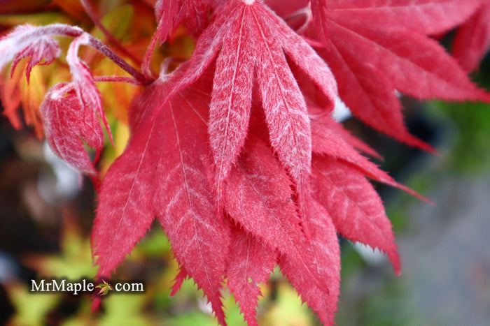 - Acer palmatum 'Okagami' Japanese Maple - Mr Maple │ Buy Japanese Maple Trees
