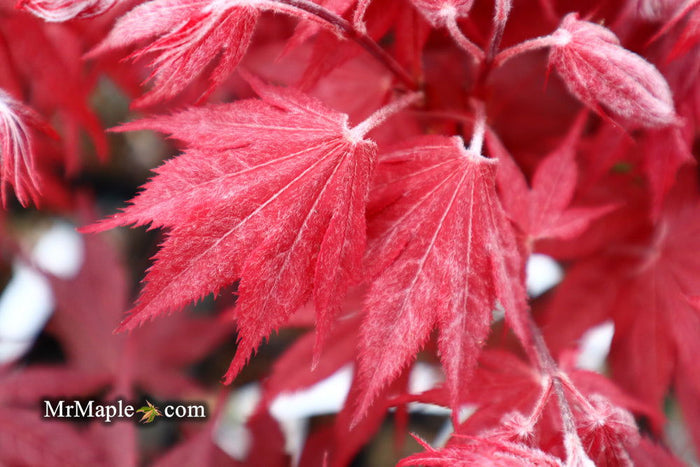 - Acer palmatum 'Okagami' Japanese Maple - Mr Maple │ Buy Japanese Maple Trees