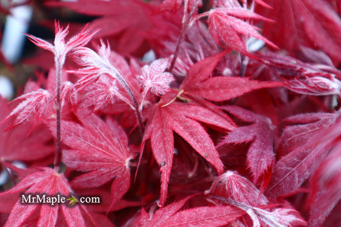- Acer palmatum 'Okagami' Japanese Maple - Mr Maple │ Buy Japanese Maple Trees