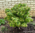- Acer palmatum 'Sharp's Pygmy' Dwarf Japanese Maple - Mr Maple │ Buy Japanese Maple Trees