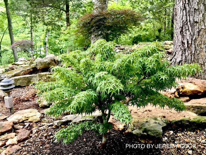 - Acer palmatum 'Sharp's Pygmy' Dwarf Japanese Maple - Mr Maple │ Buy Japanese Maple Trees