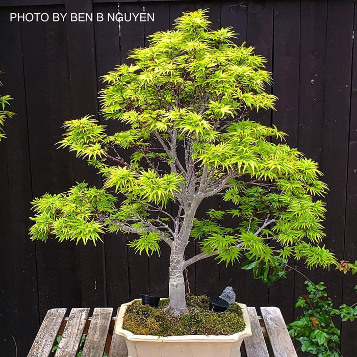 - Acer palmatum 'Sharp's Pygmy' Dwarf Japanese Maple - Mr Maple │ Buy Japanese Maple Trees