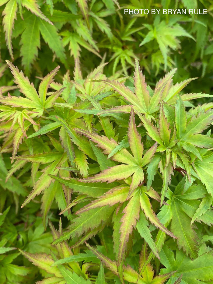 - Acer palmatum 'Sharp's Pygmy' Dwarf Japanese Maple - Mr Maple │ Buy Japanese Maple Trees