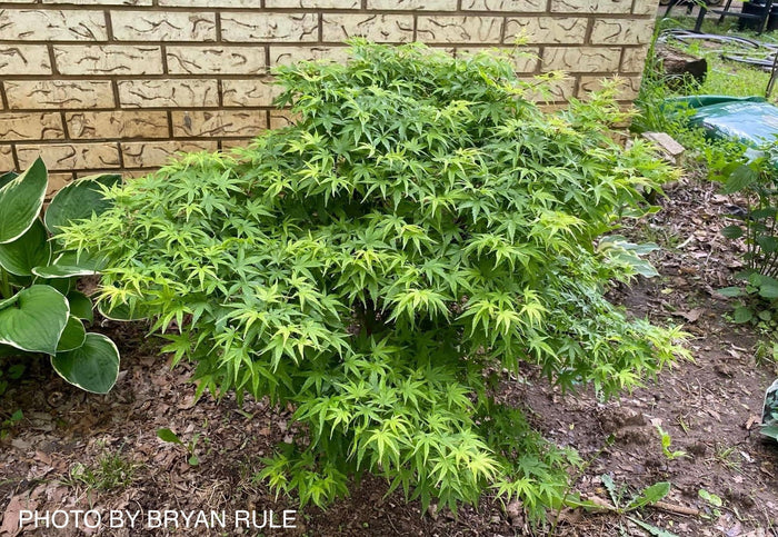 - Acer palmatum 'Sharp's Pygmy' Dwarf Japanese Maple - Mr Maple │ Buy Japanese Maple Trees