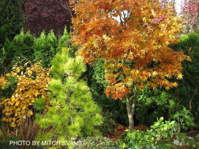 - Acer palmatum 'She katy' Japanese Maple - Mr Maple │ Buy Japanese Maple Trees