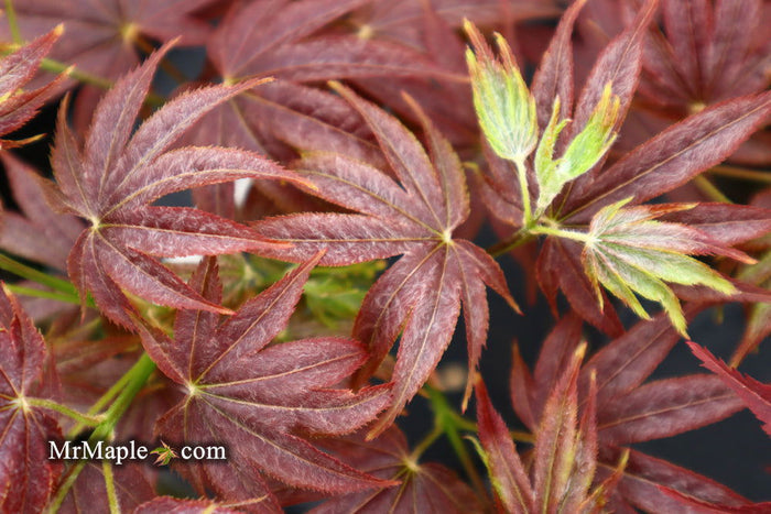 - Acer palmatum 'She katy' Japanese Maple - Mr Maple │ Buy Japanese Maple Trees