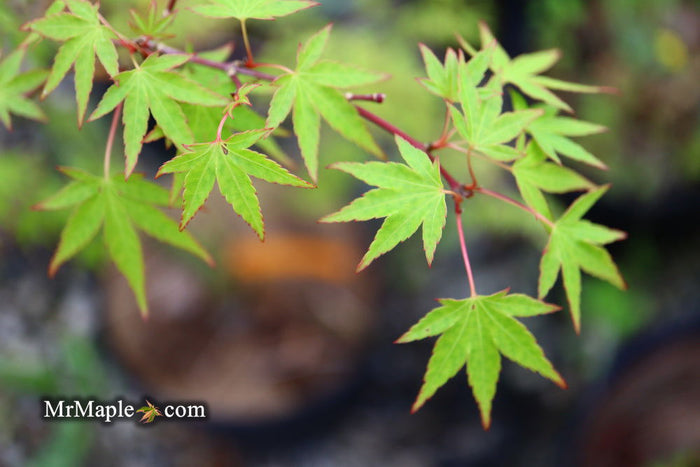 - Acer palmatum 'Tsukasa Dwarf' Japanese Maple - Mr Maple │ Buy Japanese Maple Trees