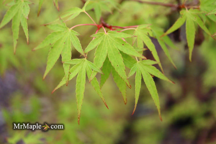 - Acer palmatum 'Tsukasa Dwarf' Japanese Maple - Mr Maple │ Buy Japanese Maple Trees