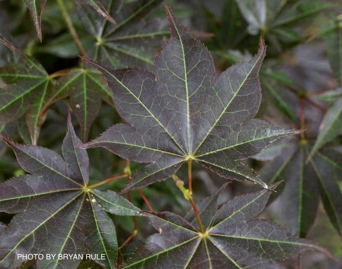 - Acer palmatum 'Tsukushigata' Japanese Maple - Mr Maple │ Buy Japanese Maple Trees