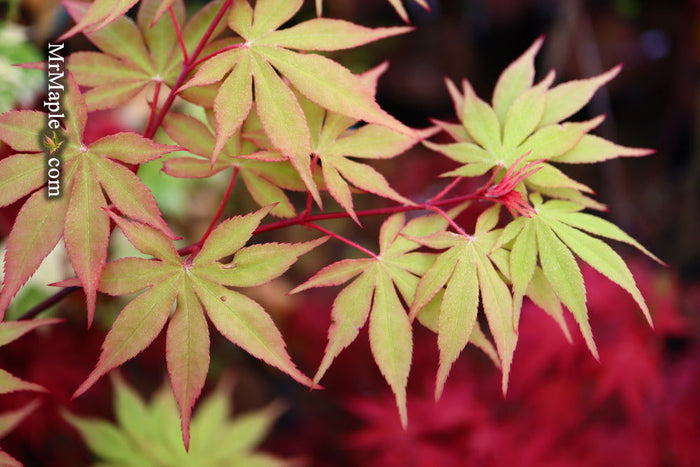 - Acer palmatum 'Westonbirt Red' Japanese Maple - Mr Maple │ Buy Japanese Maple Trees