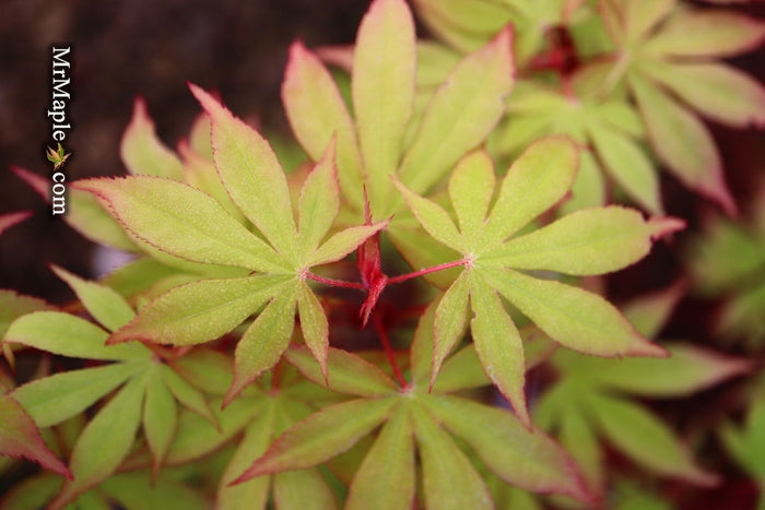 - Acer palmatum 'Westonbirt Red' Japanese Maple - Mr Maple │ Buy Japanese Maple Trees