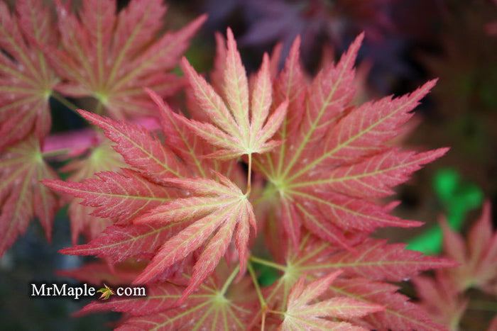 - Acer shirasawanum 'Mirte' Full Moon Japanese Maple - Mr Maple │ Buy Japanese Maple Trees