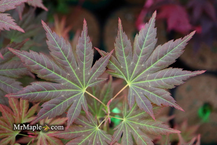 - Acer shirasawanum 'Mirte' Full Moon Japanese Maple - Mr Maple │ Buy Japanese Maple Trees