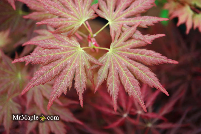- Acer shirasawanum 'Mirte' Full Moon Japanese Maple - Mr Maple │ Buy Japanese Maple Trees
